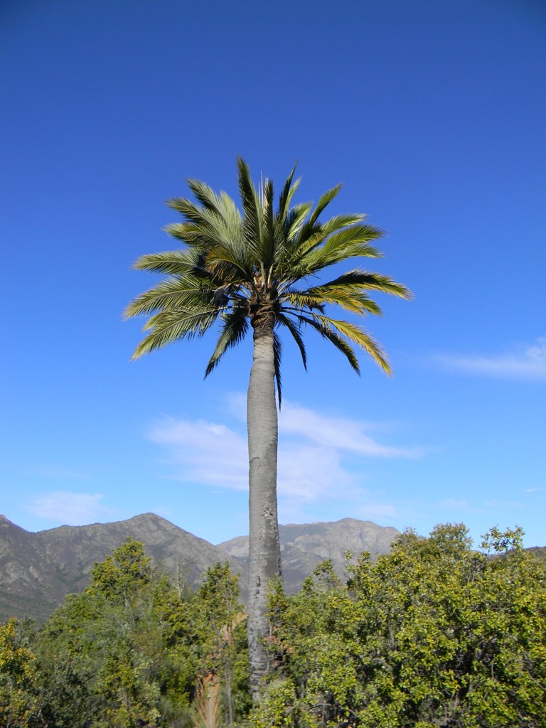 Chilean Wine Palm   5 Seeds   Jubaea chilensis