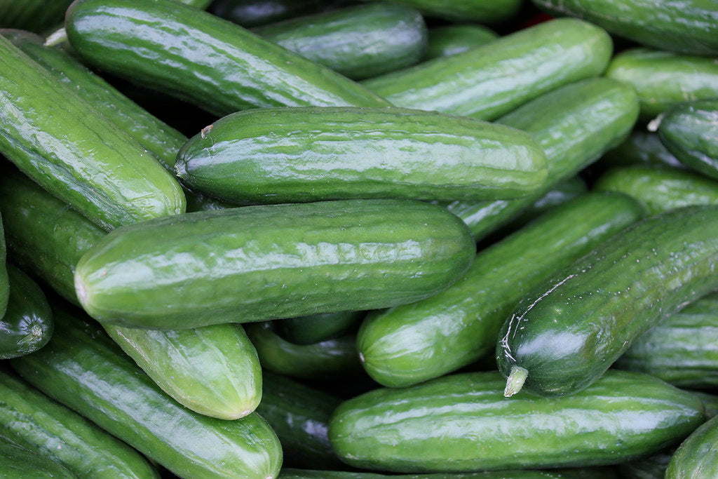 Straight Eight Cucumber   100 Seeds   Cucumis sativus