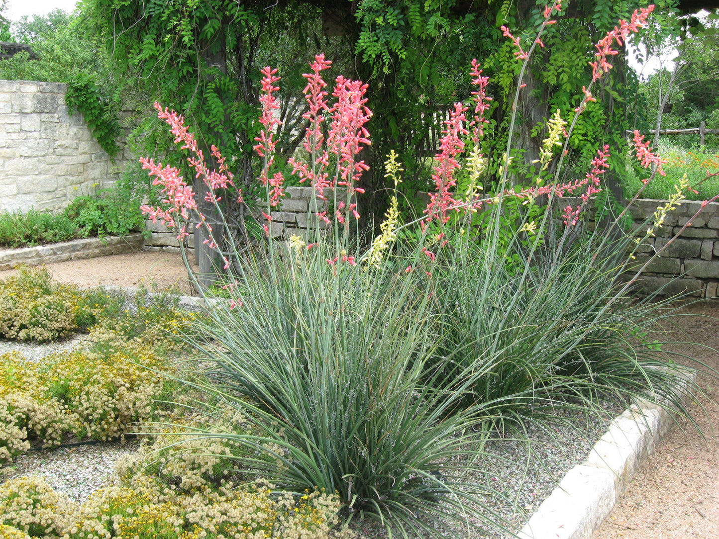 Red Yucca Hesperaloe Parviflora 100 Seeds  USA Company