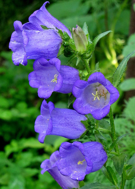 Canterbury Bells  100 Seeds  Campanula medium