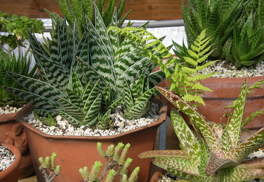 Tiger Aloe  25 Seeds  Aloe variegata