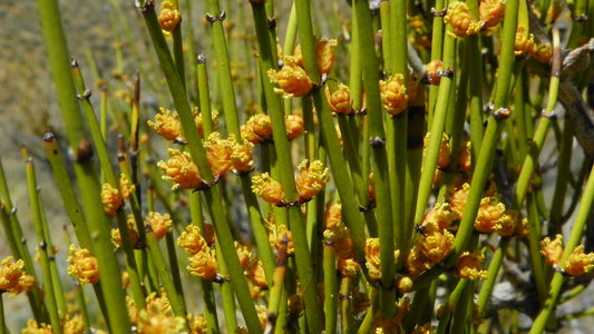 Green Mormon Tea Ephedra Viridis 100 Seeds