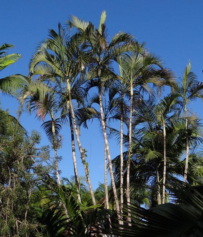 Areca Palm Butterfly Palm Chrysalidocarpus lutescens 10 Seeds  USA Company