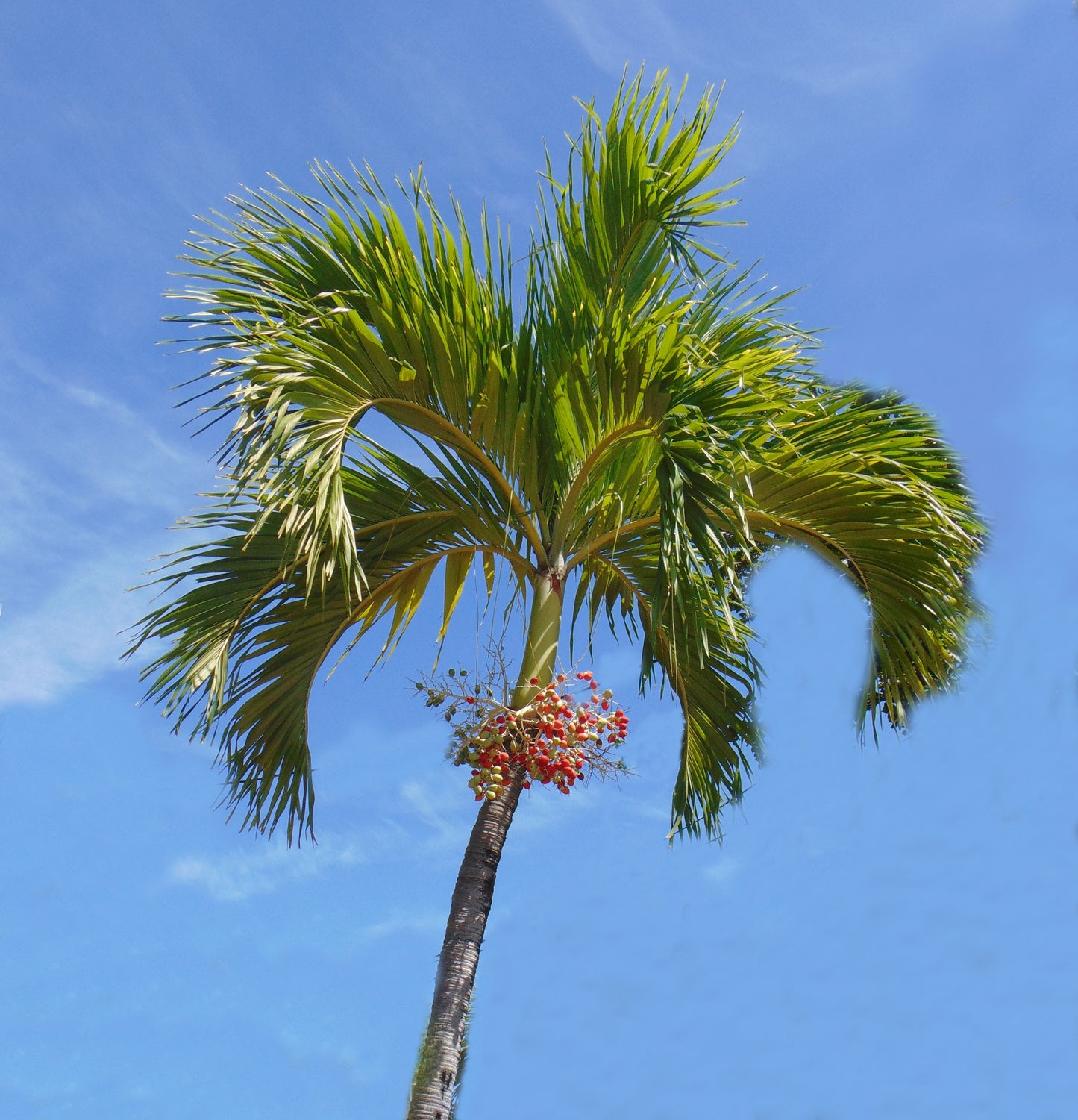 Christmas Palm  Manila Palm  Veitchia merrillii  10  Seeds