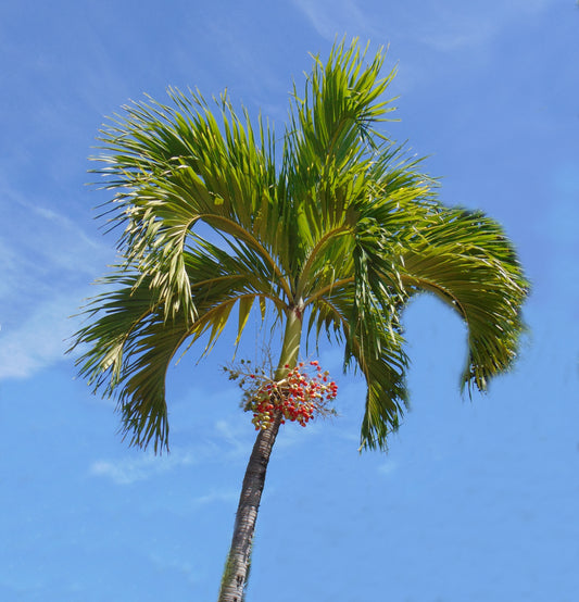 Christmas Palm  Manila Palm  Veitchia merrillii  10  Seeds