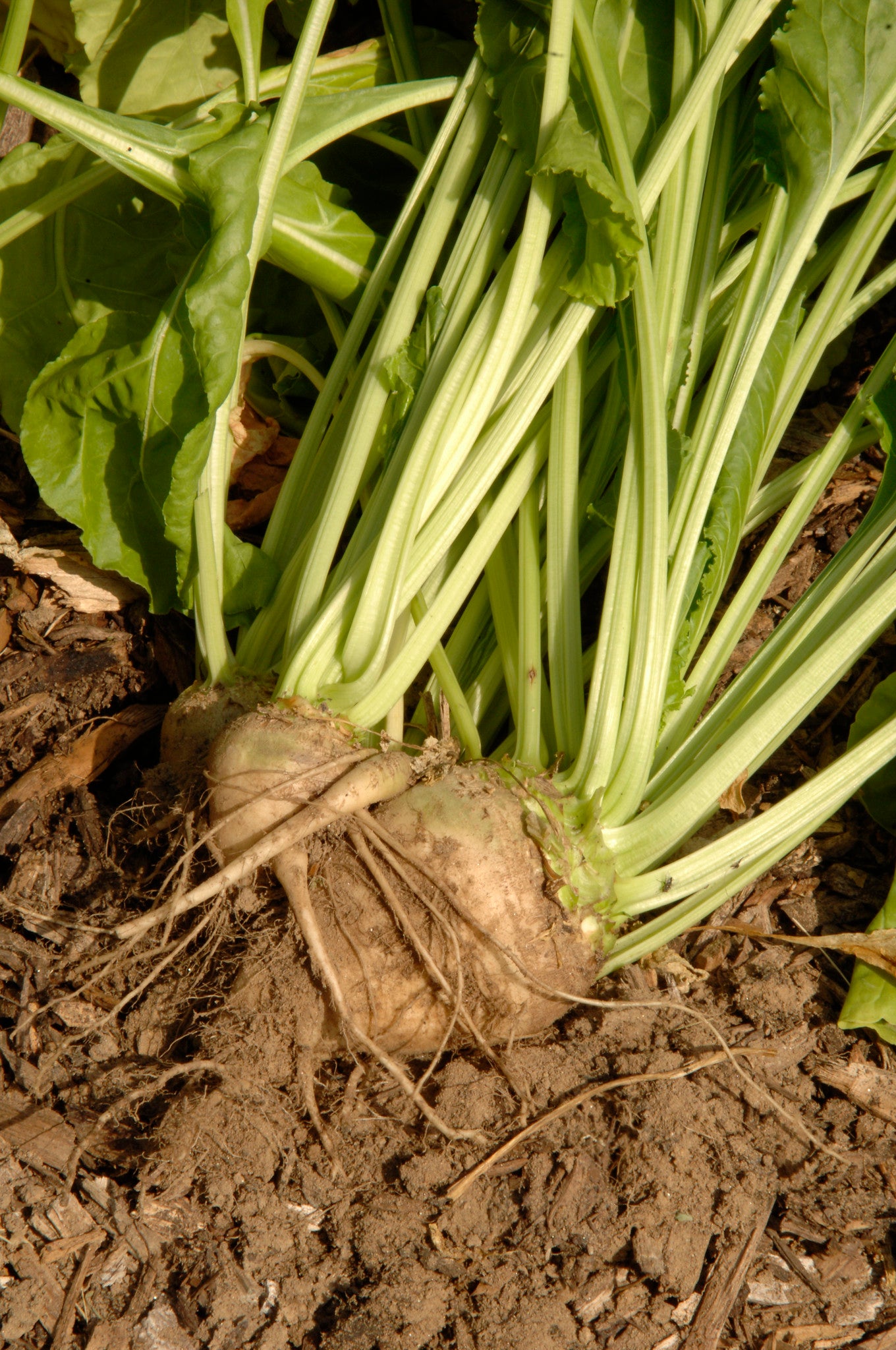 Sugar Beet   100 Seeds   Berta vulgaris