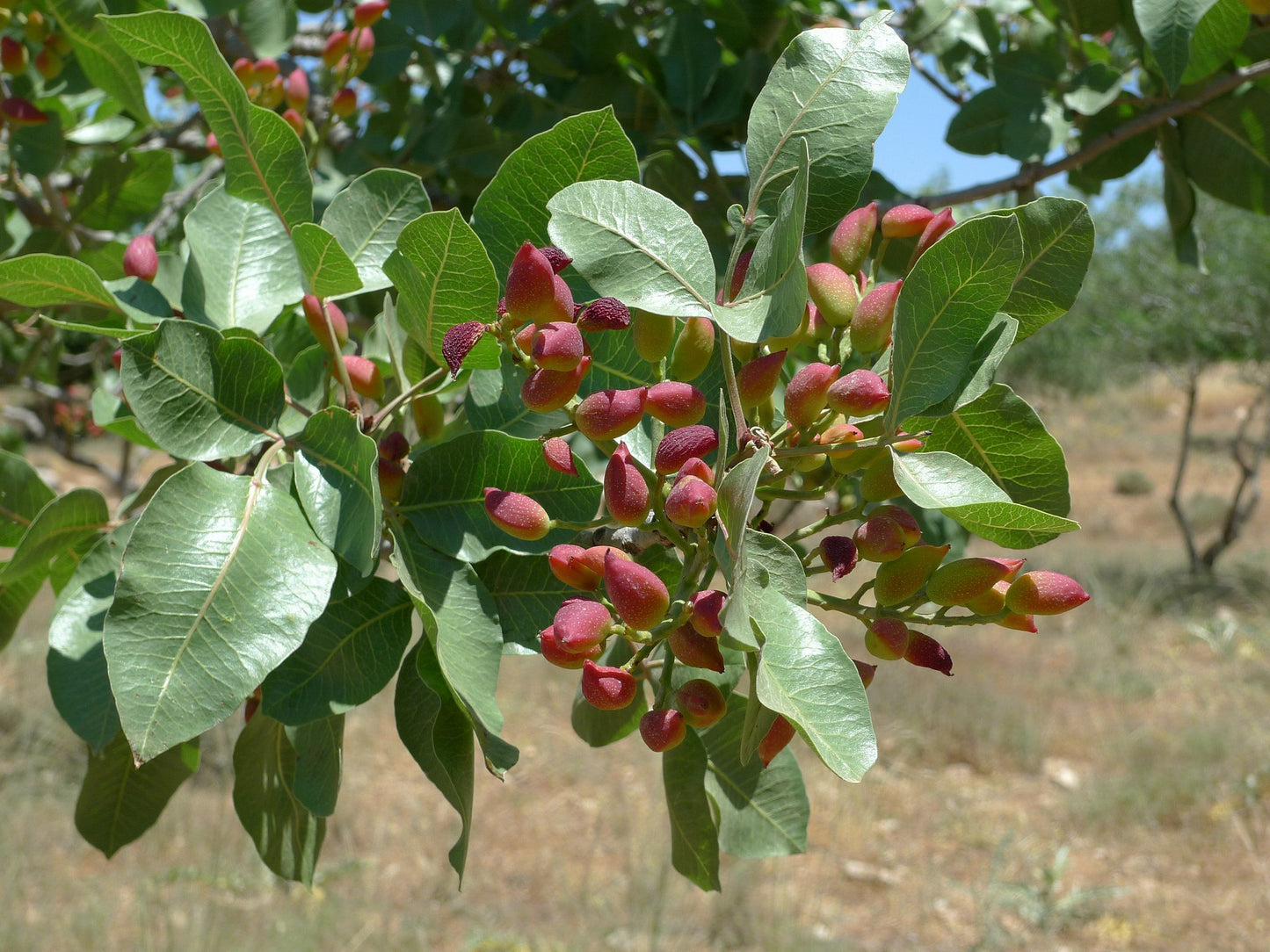 Pistachio  Pistacia vera  10 Seeds  USA Company