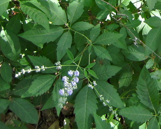 Chinese Chaste Tree Vitex negundo 20 Seeds  USA Company