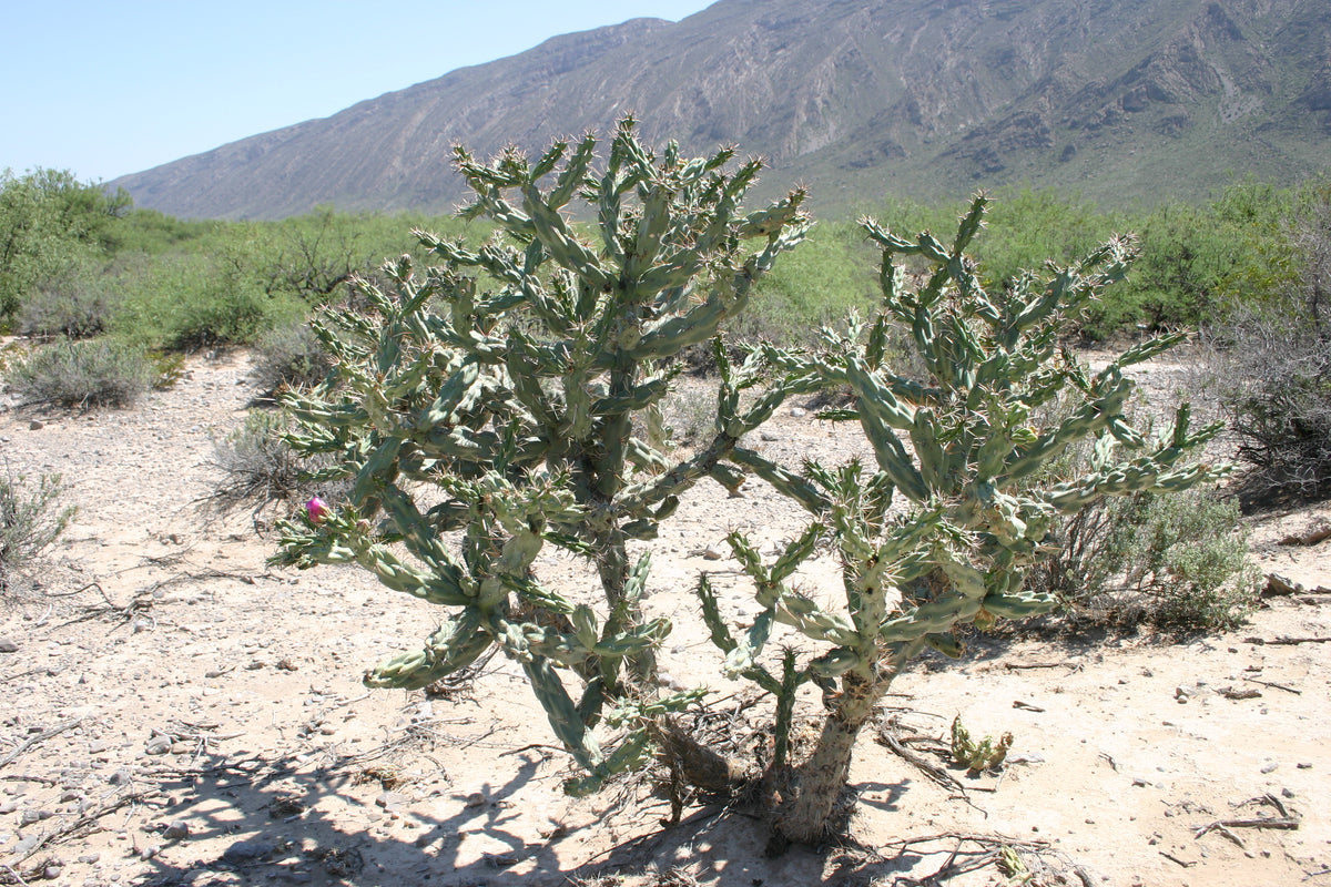 Tree Onchilla Tree Cholla Cylindropuntia imbricata 25 Seeds – R&B Floridaseeds