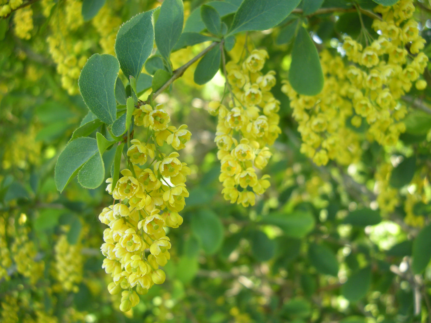 Barbery  10 Seeds  Berberis vulgaris