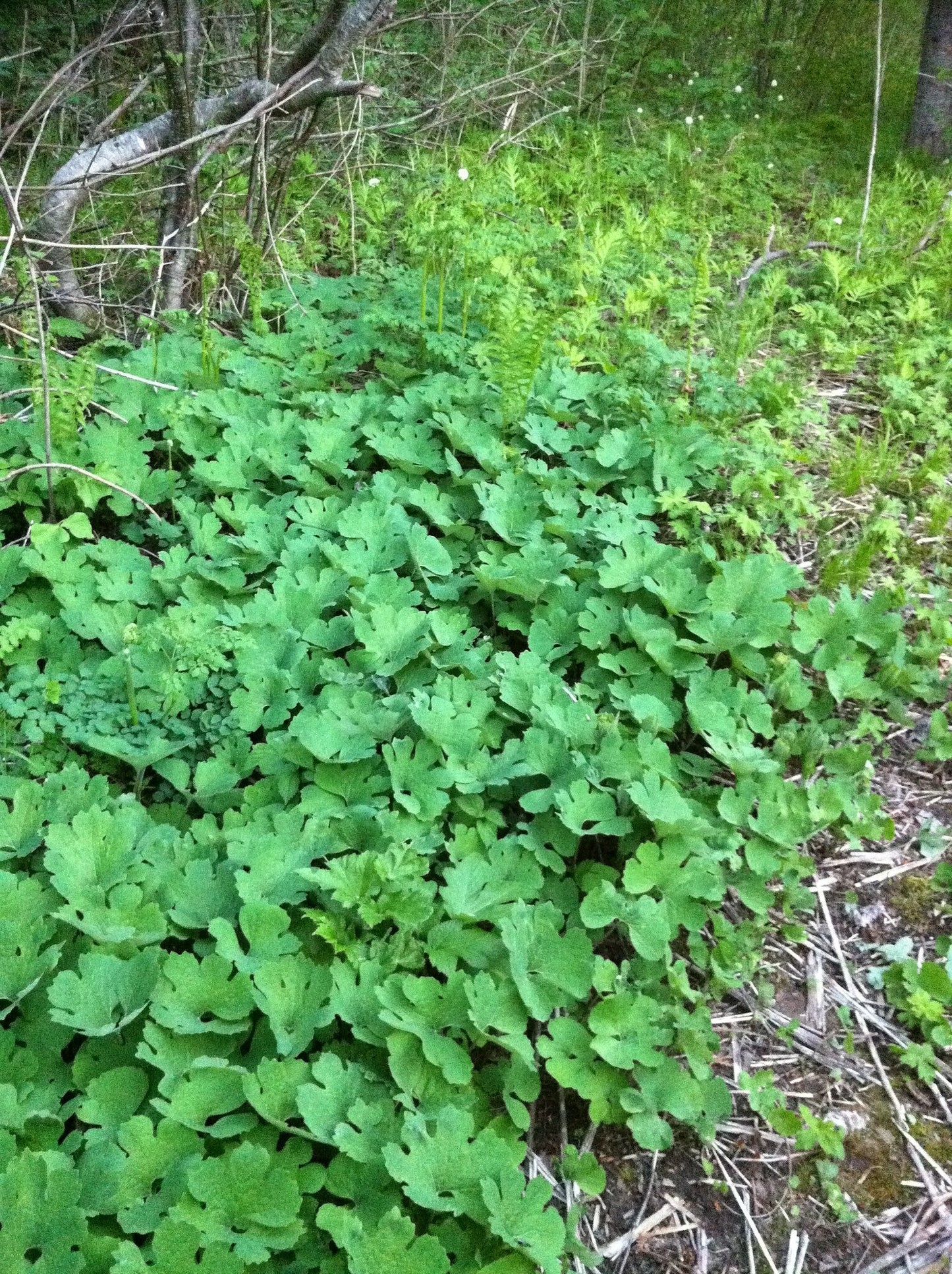 Bloodroot Sanguinaria canadensis 10 Seeds  USA Company