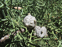 Load image into Gallery viewer, Arizona Cypress  Cupressus arizonica  20 Seeds