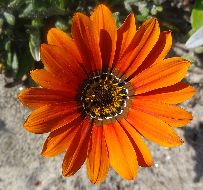 Treasure Flower  25 Seeds  Gazania rigens