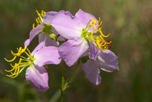 Load image into Gallery viewer, Maryland Meadow Beauty  Rhexia mariana  100 Seeds