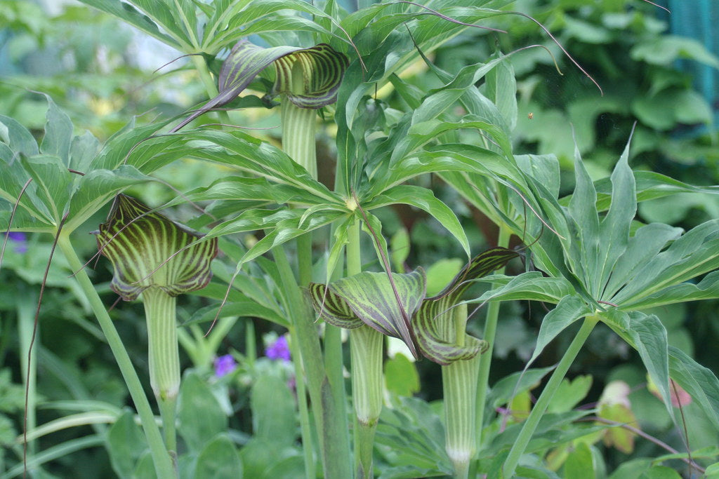 Himalayan Cobra Lily   10 Seeds   Arisaema consanguineum