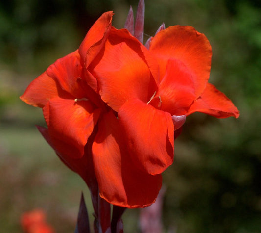 Large Flowered Red Canna  10 Seeds  Canna generalis
