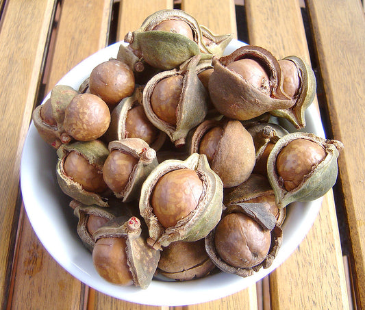 Macadamia Nut  Macadamia integrifolia  5 Seeds  USA Company