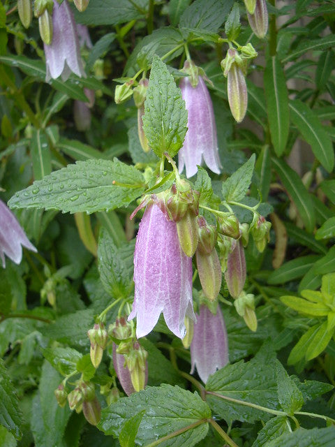 Spotted Bellflower  100 Seeds  Campanula punctata