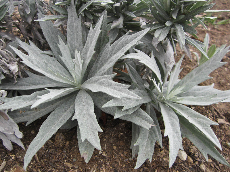 Prairie Sage  1/4 Oz Seeds  Artemisia ludoviciana