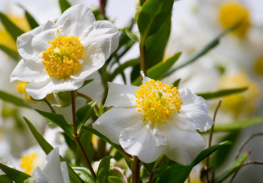 Tree Anemone  Carpenteria californica  100 Seeds  USA Company