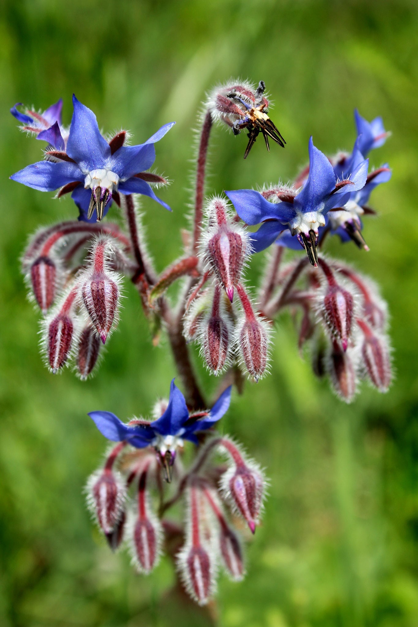 Borage  Starflower  140 Seeds  1/10 Oz  Borago officinalis