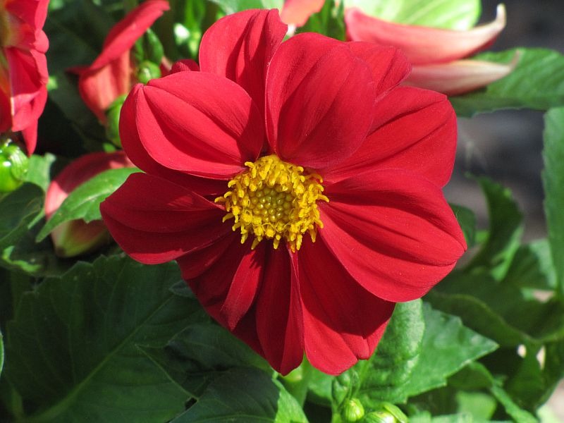 Dwarf Dahlia  100 Seeds  Dahlia variabilis
