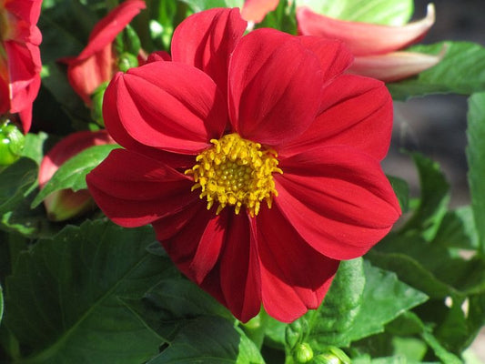 Dwarf Dahlia  100 Seeds  Dahlia variabilis
