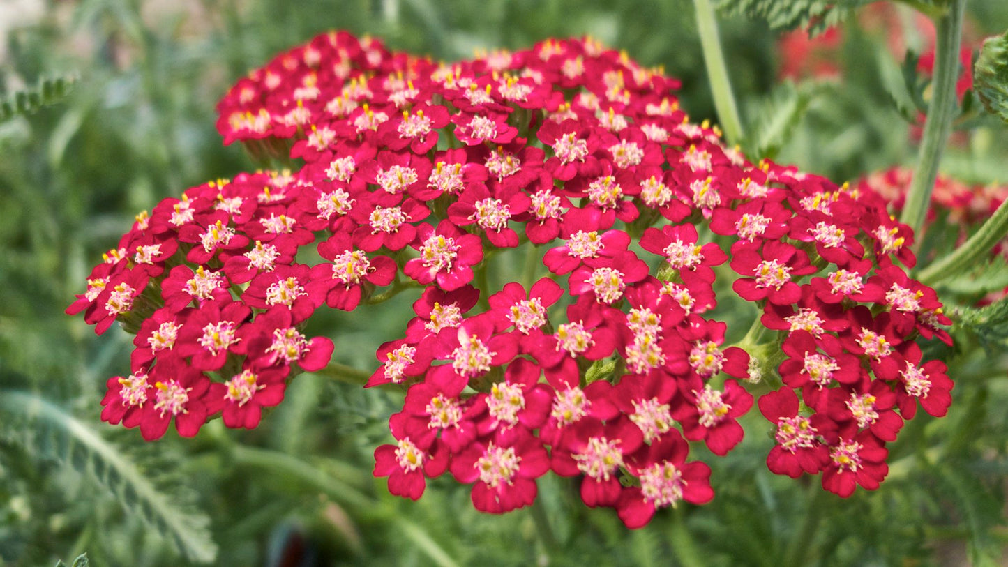 Red Yarrow  100 Seeds  Achillea millefolium
