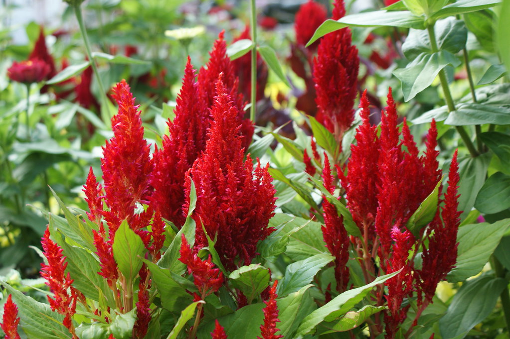 Red Celosia  100 Seeds  Celosia plumosa