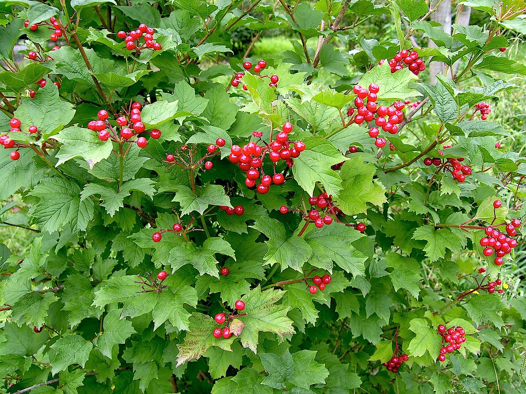 Cranberrybush Viburnum  10 Seeds  Viburnum trilobum