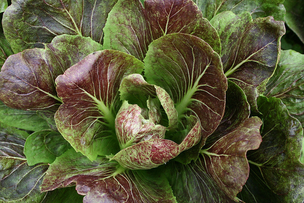 Radicchio   100 Seeds   Cichorium intybus