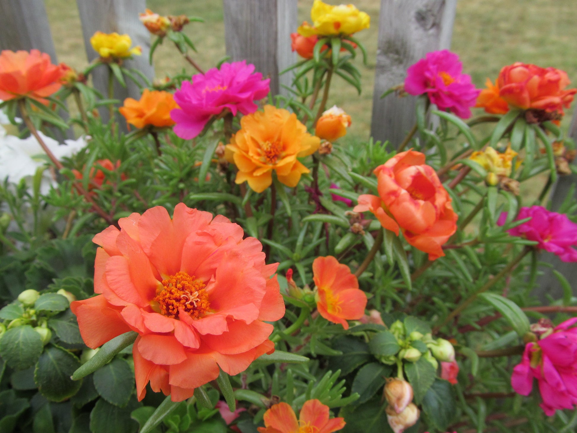 moss rose double flower seeds Moss Rose Double Mix 100 Seeds Portulaca grandiflora – R&B Floridaseeds