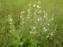 Load image into Gallery viewer, Marshmallow  Althaea officinalis  50 Seeds