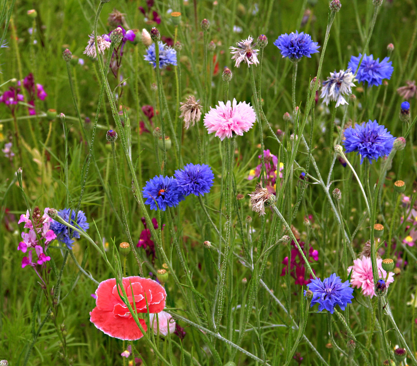 Cornflower Mix  500 Seeds  Centaurea cyanus