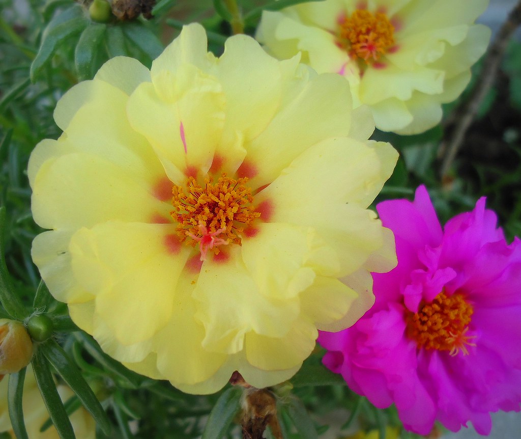 Yellow Moss Rose  100 Seeds  Portulaca grandiflora