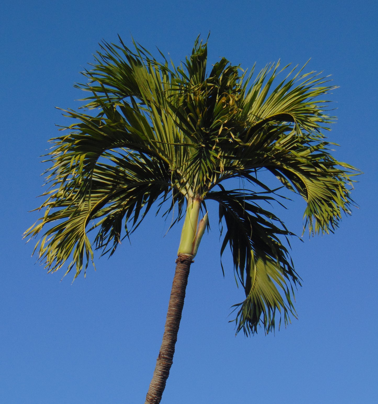Christmas Palm  Manila Palm  Veitchia merrillii  10  Seeds