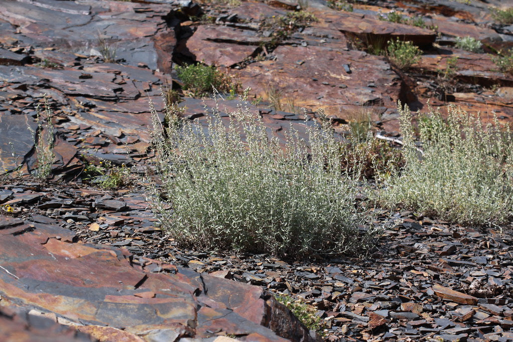 Prairie Sage  1/4 Oz Seeds  Artemisia ludoviciana