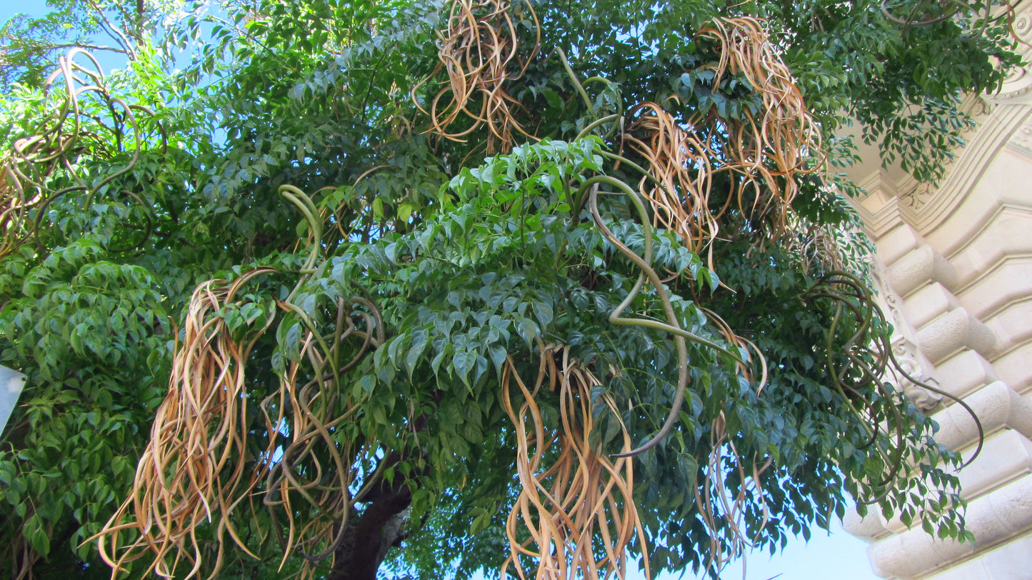 China Doll Plant  100 Seeds  Radermachera sinica