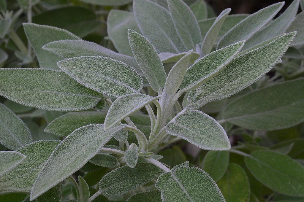 Common Sage   100 Seeds   Salvia officinalis