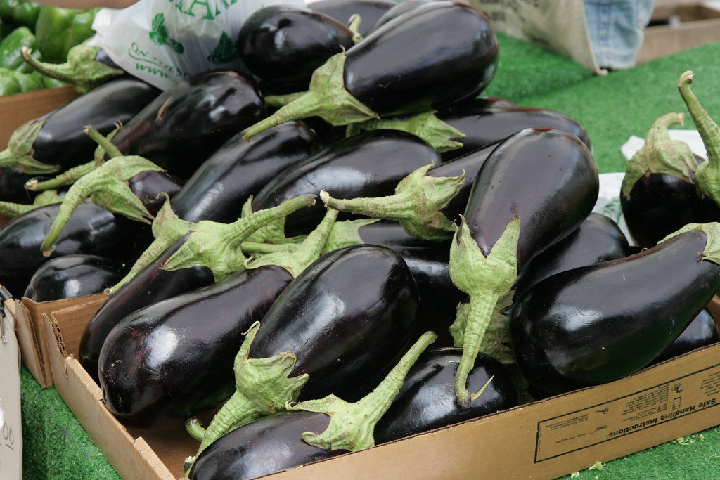 Black Beauty Eggplant   100 Seeds   Solanum melongena