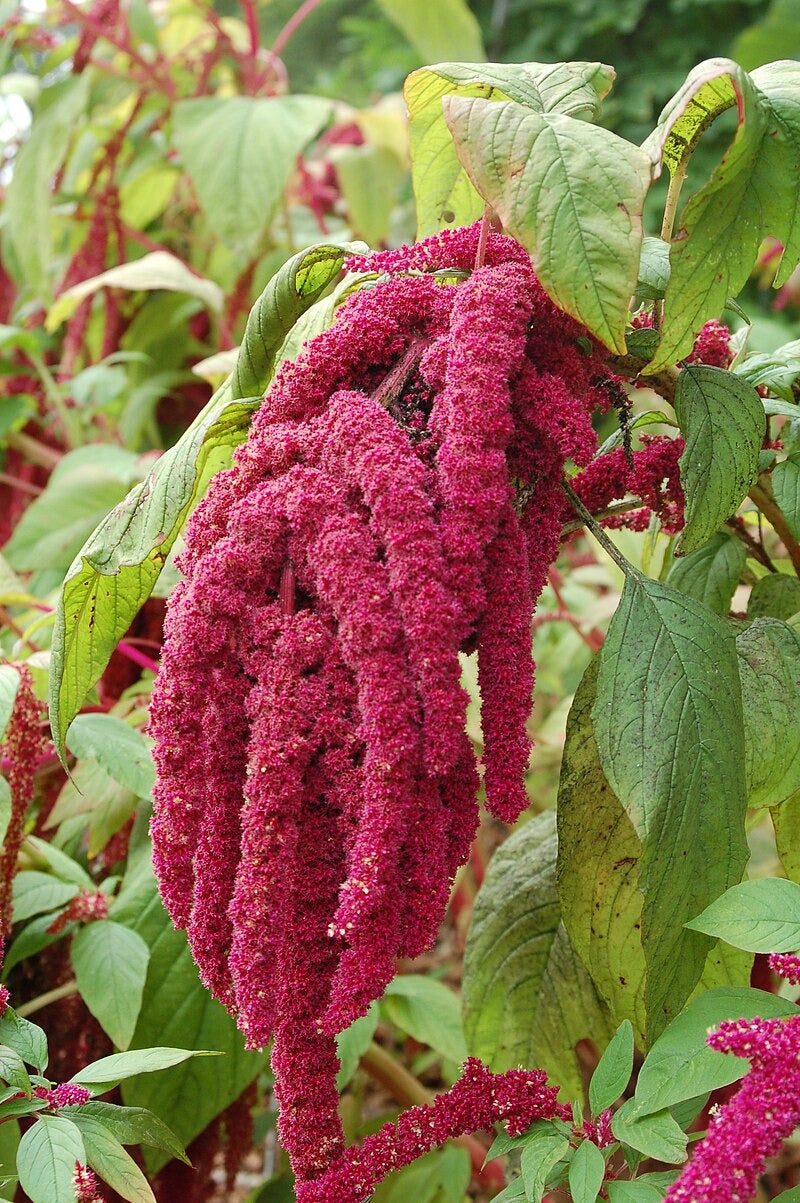 Love-Lies-Bleeding  100 Seeds  Amaranthus caudatus