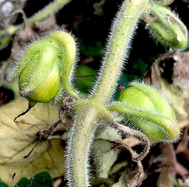 Creeping Snapdragon  100 Seeds  Asarina procumbens