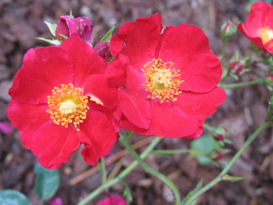 Red Moss Rose  100 Seeds  Portulaca grandiflora