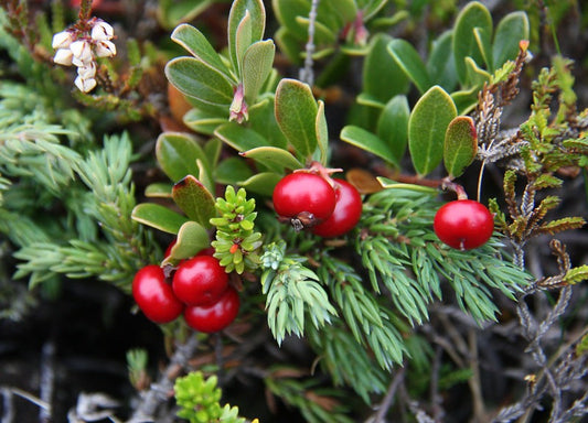 Bearberry  25 Seeds  Arctostaphylos uva-ursi
