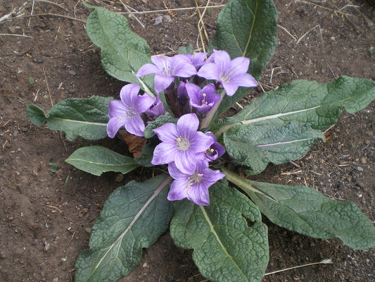 Autumn Mandrake Mandragora autumnalis 10 Seeds  USA Company