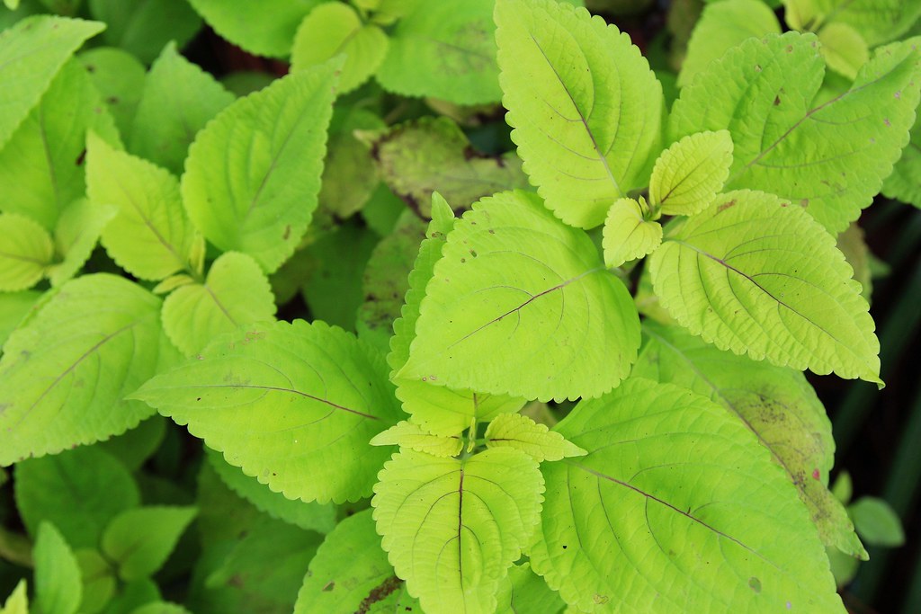 Lime Coleus  100 Seeds  Coleus scutellarioides