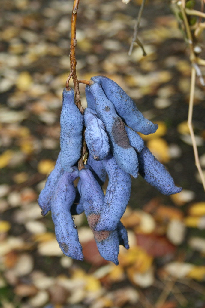 Blue Sausage Fruit   20 Seeds   Decaisnea fargesii