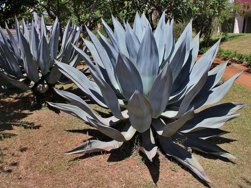 Century Plant Agave americana 100 Seeds