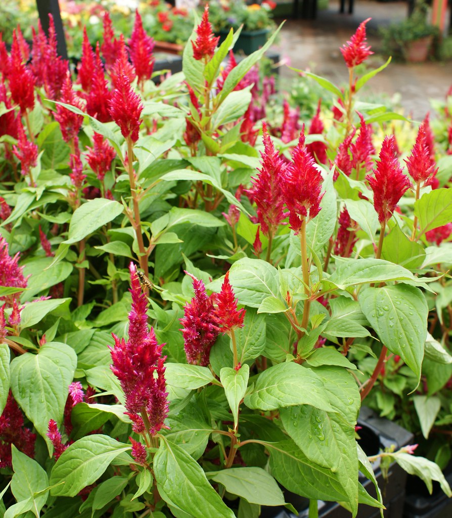 Red Celosia  100 Seeds  Celosia plumosa