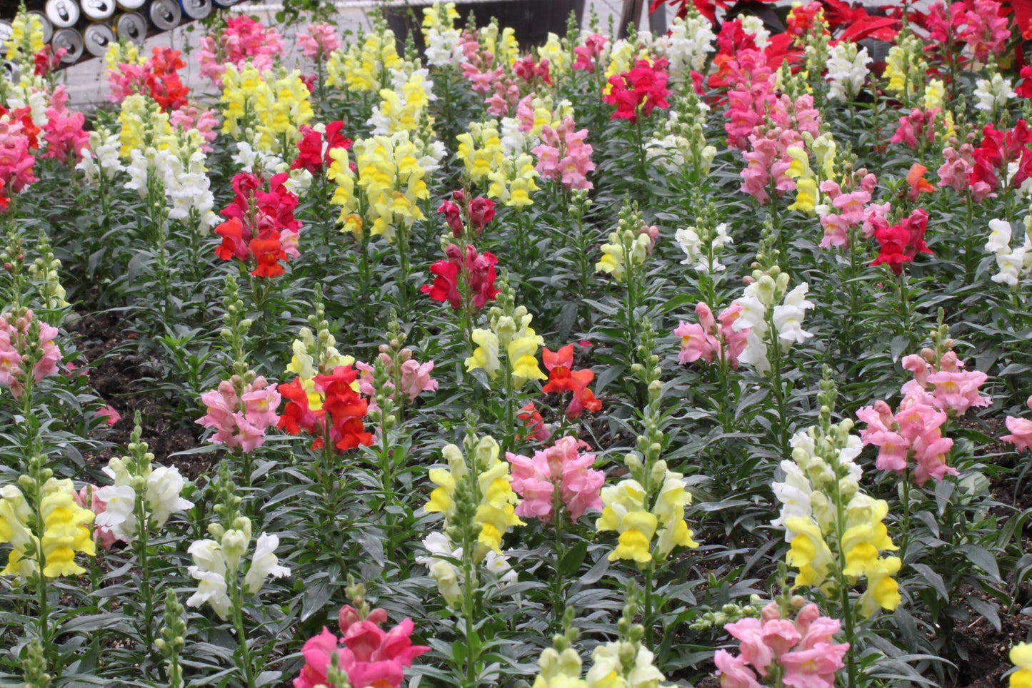 Snapdragon Antirrhinum majus 100 Seeds  USA Company